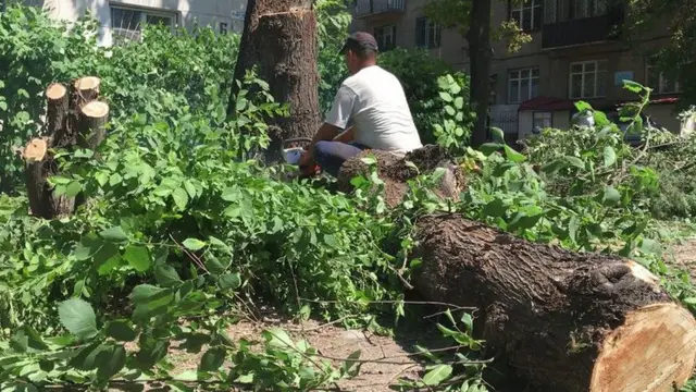 Биринчи Май райондук акимчилиги жалпысынан 143 дарак кыйыларын билдирди