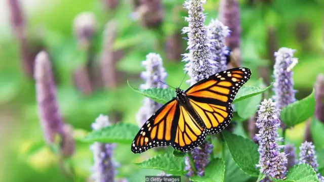 शाही तितलियां