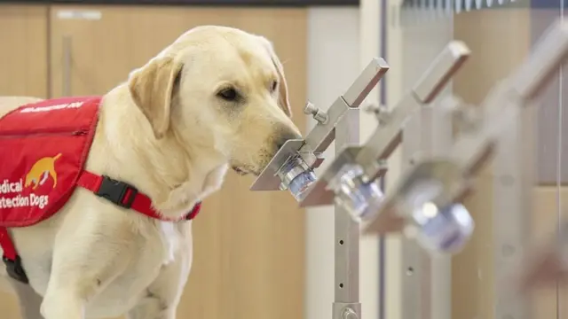 করোনাভাইরাস পরীক্ষার প্রশিক্ষণে অংশ নিচ্ছে একটি কুকুর।