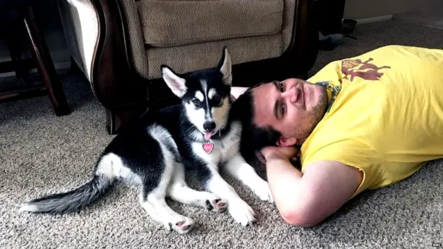 पालतू जानवर