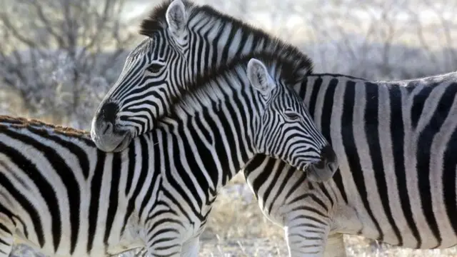 Zebra