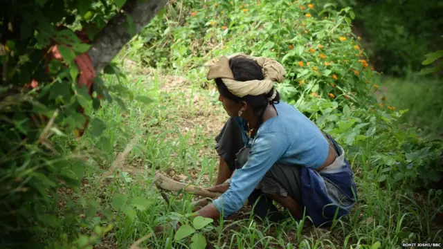 उत्तराखंड की खेती
