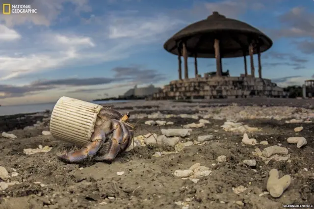 ओकिनावाच्या किनाऱ्यावर अडकलेला हा खेकडा