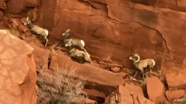 Ovejas desde el aire