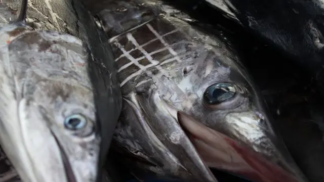 Dois peixes espadarte expostos à venda