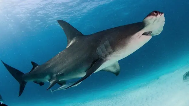 சுறா மீன்கள் இனம் முழுமையாக அழிந்து விடுமா ?