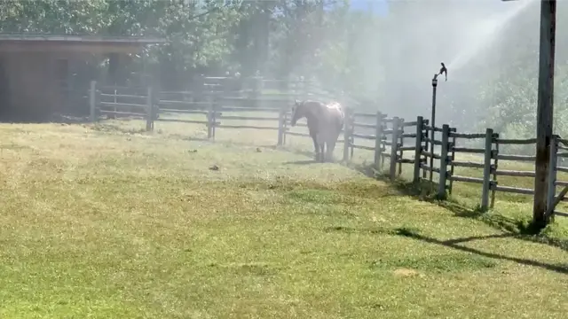 في مزرعة في بريتيش كولومبيا، استخدام بخّاخ لرش الماء على حصان وسط موجة الحر التي تعاني منها المنطقة.