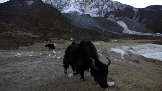 Замира Омората: Биз кыргыздар менен кытайлыктар өңү-түсүбүз кандай айырмаланып турса, топоздор да ошондой айырмаланат