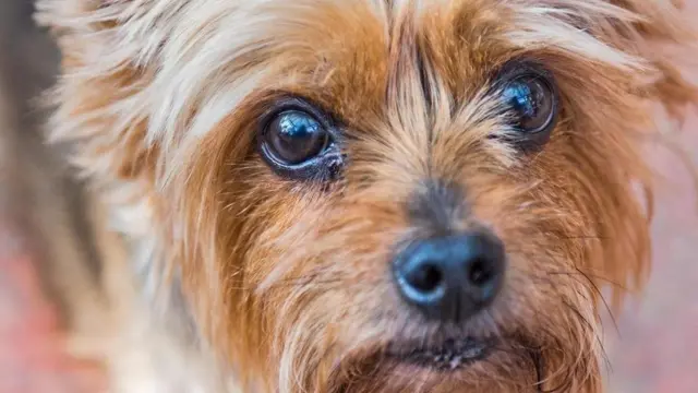 Cachorro pequeno olha para a câmera