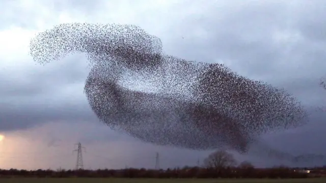Starling