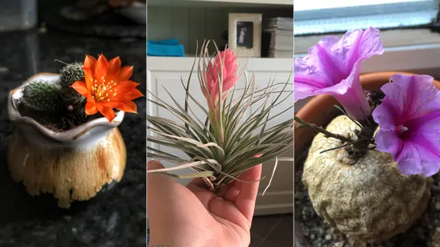 "새잎이 자라나는 것을 보았을 때만큼 소름 돋는 화학적 반응도 없을 거예요. 제가 장담하죠."