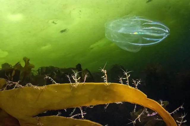 विश्व समुद्र दिवस