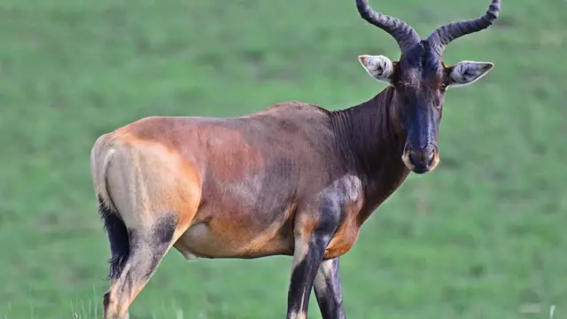 የስዋይን ቆርኬ (የኢትዮጵያ ቆርኬ)