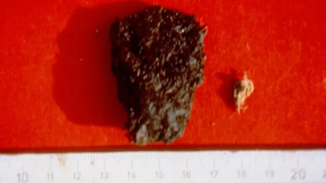 A la izquierda especies preservadas de algas marinas y a la derecha piel de una papa silvestre de la zona.