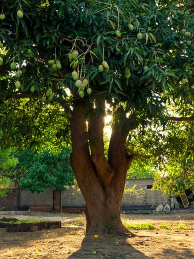 Uma árvore de manga com frutas maduras com o sol ao fundo