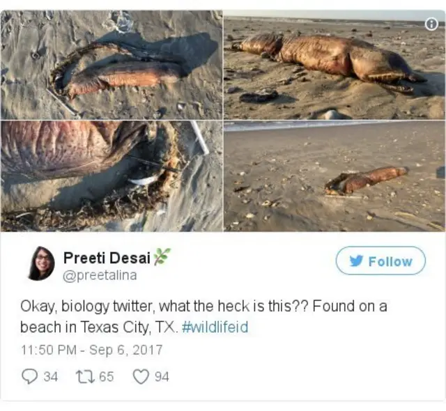 น.ส.เดไซ ทวีตข้อความเพื่อสอบถามถึงสิ่งที่เธอพบเจอบนชายหาด