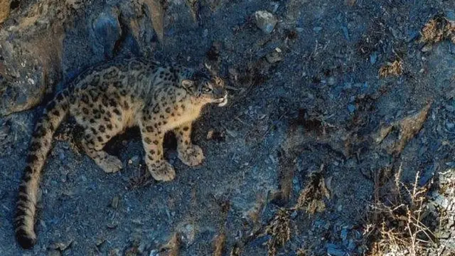 मनाङमा देखिएको एक हिउँचितुवा