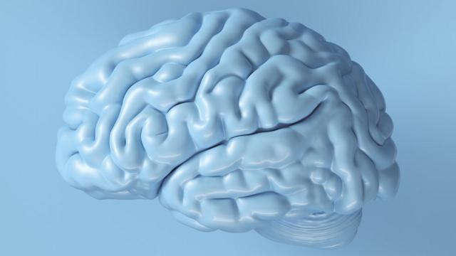 大脑模型