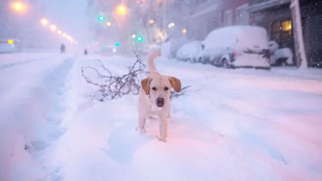 Собака в Мадриде