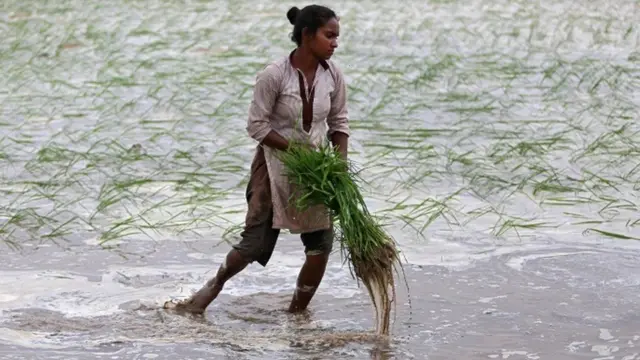ખેતી