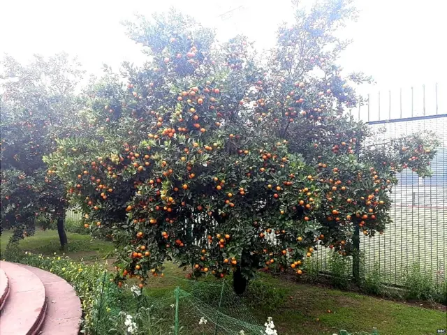 ਰਾਸ਼ਟਰਪਤੀ ਭਵਨ ਦੇ ਅੰਦਰ ਬਣਿਆ ਮੁਗਲ ਗਾਰਡਨ