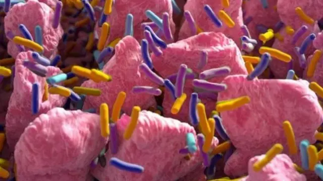 बॅक्टेरिया