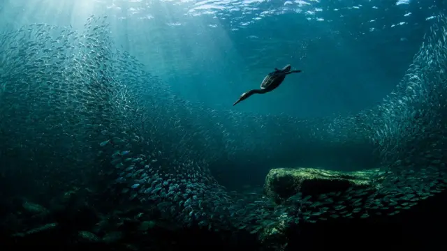 Double-crested-cormorant.