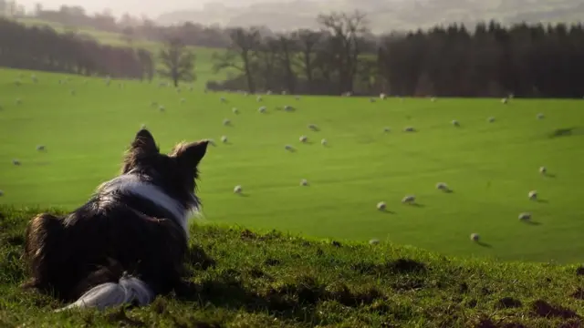 Колли и овцы