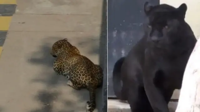 చిరుత, మాను పిల్లి