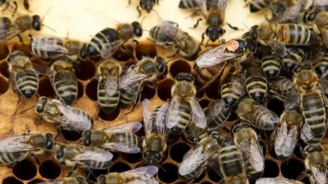 被工蜂簇拥的蜂王