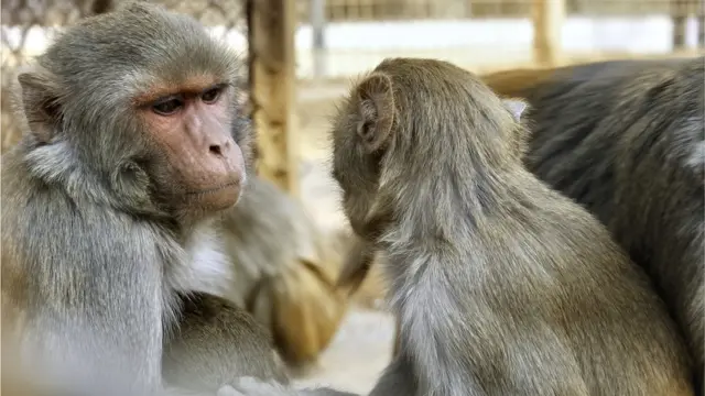 চিড়িয়াখানায় বানরের সংখ্যা প্রতিনিয়ত বাড়ছে।