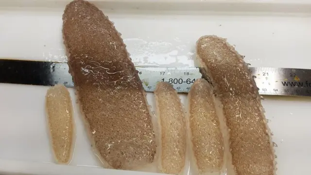 Pirosomas