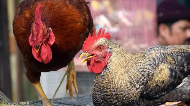 बर्ड फ़्लू