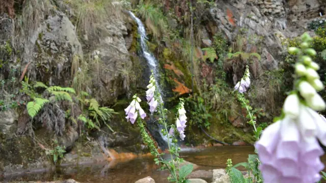 Cascada y flores en la Quebrada de las Delicias