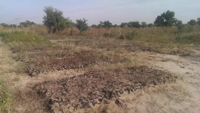 Nursery for Acacia, Doum Palm and Date Palm