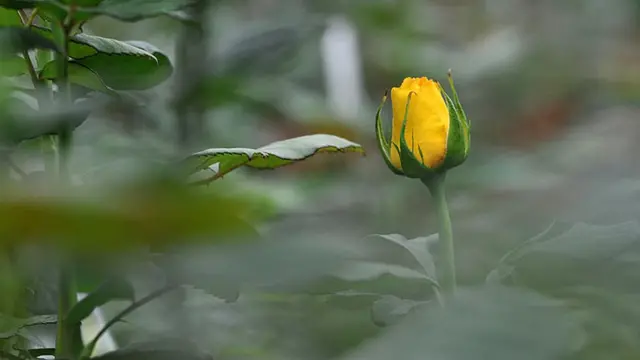 पीला गुलाब