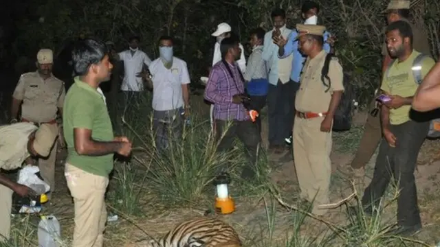 చనిపోయిన పులిని చూస్తున్న సిబ్బంది
