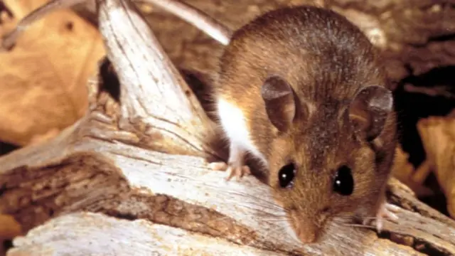 Ratón silvestre.