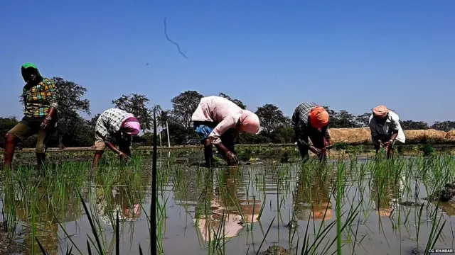 खेत में काम करते किसान
