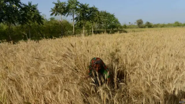 ખેડૂતની પ્રતીકાત્મક તસવીર