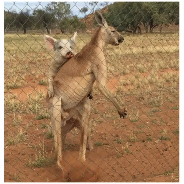 A porca e o canguru