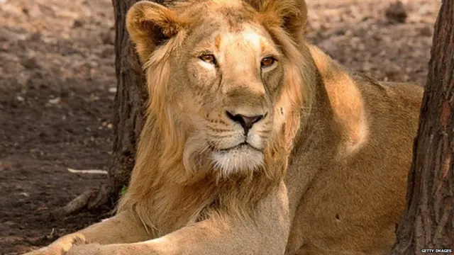 गुजरात, सिंह