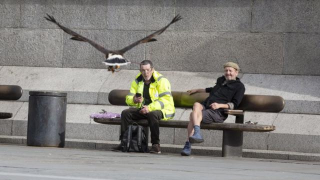 People watch as Harris hawk Lighten flies in Trafalgar Square, 13 June 2020