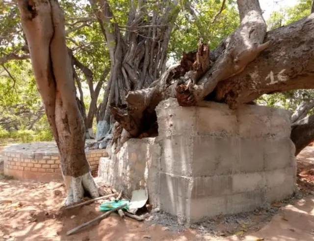 વડના વૃક્ષની તસવીર