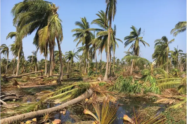 తిత్లీ తుపాను గాలులకు శ్రీకాకుళం జిల్లా సోంపేట మండలంలో పూర్తిగా ధ్వంసమైన కొబ్బరి తోట
