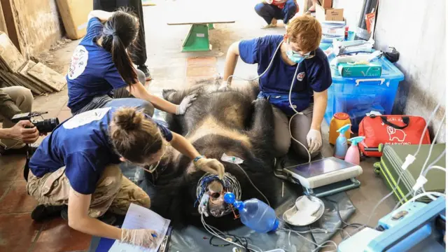 Một con gấu ở Bình Dương được gây mê để chuyển sang trung tâm cứu hộ