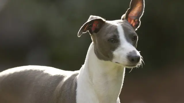 Galgo italiano