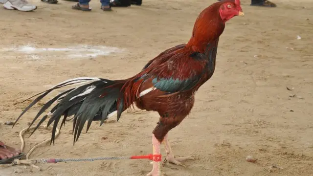 రెజా అసీల్