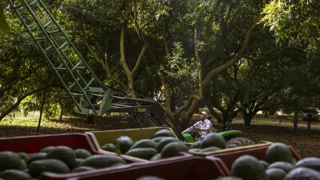 Aguacates en Michoacán