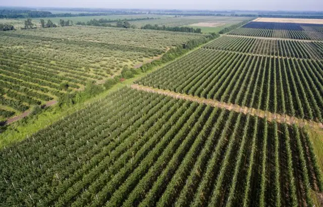 Яблоневые сады, Краснодарский край